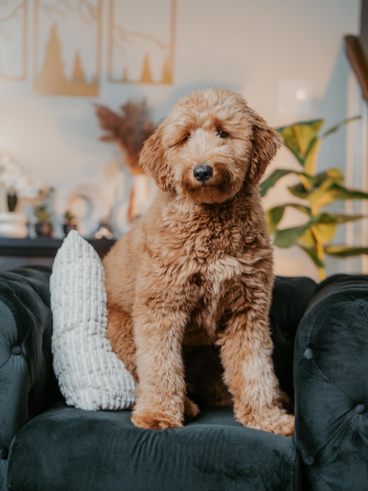 Bear, an apricot Goldendoodle puppy sitting on a couch at home